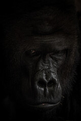 Closeup shot of a gorilla in the dark background © Karel Dohnal1/Wirestock Creators