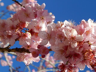 many cherry blossoms in spring
