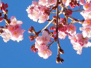 it's spring time