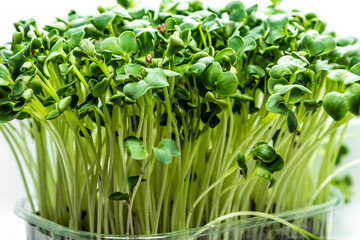 Fototapeta premium Close-up of Radish microgreens on white background. Fresh healthy sprouts. Vegan and healthy eating concept.