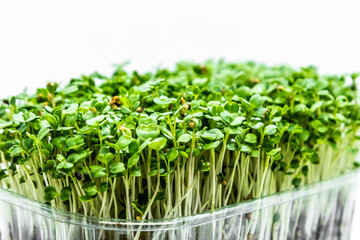 Close-up of Arugula microgreens on white background. Fresh healthy sprouts. Vegan and healthy eating concept.