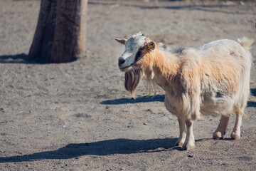 Goat alone in the farm yard