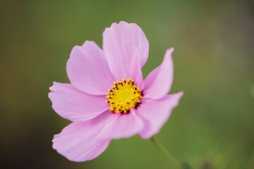 Pink Cosmo Flower