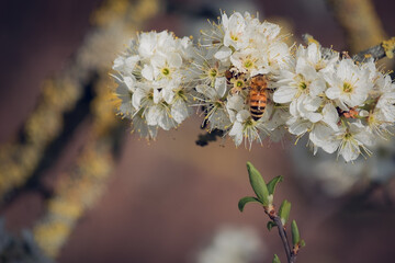 Large bee collecting nectar from white flowers in spring
