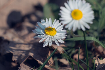 Two daisies on a sunny day