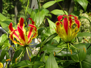 Gloriosa Superba, known also as gloriosa lily, flame lily, climbing lily, cat's claw, tiger's claw.