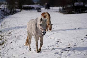 Fototapeta na wymiar white horse in winter