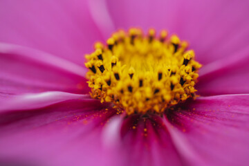 Pink Cosmo Flower