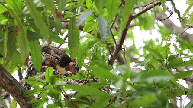 
The largest Sri Lankan squirrel on a mango tree eats a banana