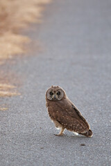 Marsh Owl, Kruger National Park