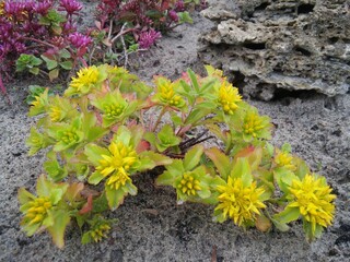 Yellow and pink blooming Sedum or sedum floriferum on a flower bed. Floral Wallpaper	