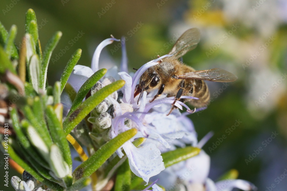 Canvas Prints macro d'abeille