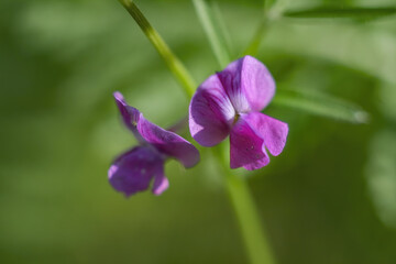 Soft focus of purple vetch flowers at a garden