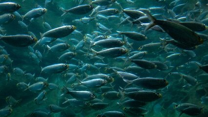 Fototapeta na wymiar School of Scaled Sardines Swimming Underwater