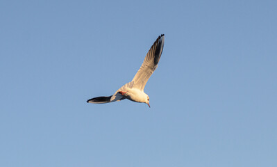 seagull flying in the sky