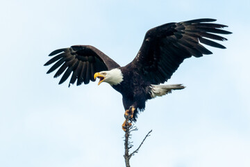Beautiful shot of a Bald eagle posturing with wings outstretched and beak open