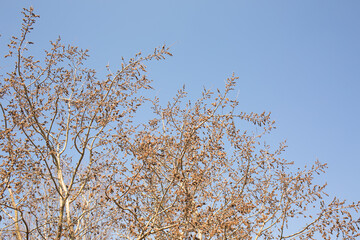 Large flowering willow tree