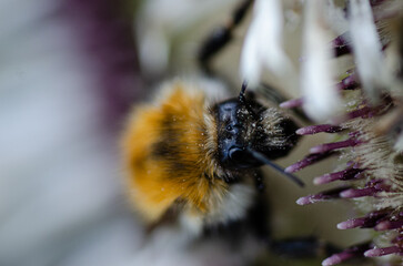 yellow bee on a flower