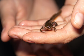 Closeup of a newt in a hand