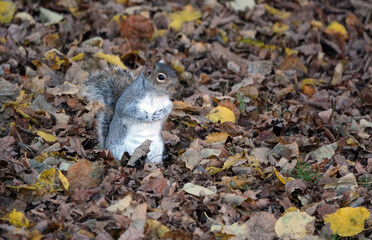 An adorable shot of a grey squirrel sitting in the autumn leaves on the ground. 