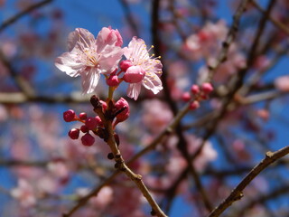 
a sea of ​​flowers