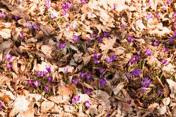 crocuses in a forest