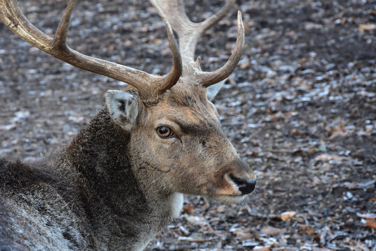 Closeup of a Thorold's deer in the zoo