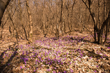 blooming crocuses in the wild forest