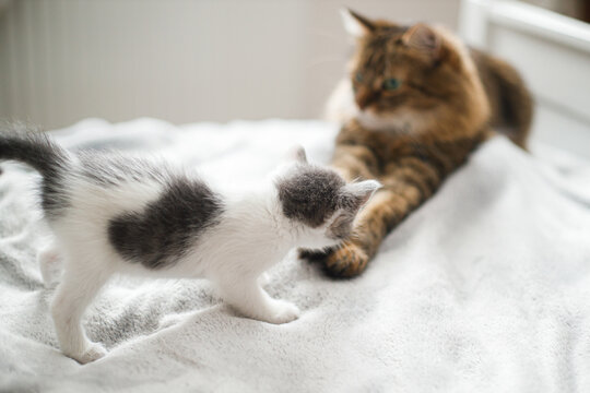 Cute little kitten meeting with big brother, looking at tabby cat on soft bed. Adoption concept