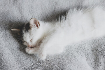Cute little kitten lying on soft bed and grooming. Adorable kitty licking and cleaning on blanket