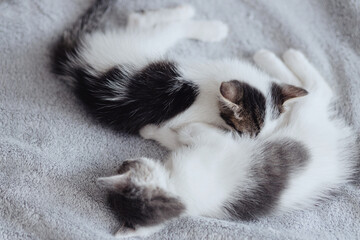 Cute little kittens sleeping on soft bed. Adorable sweet two kitties lying and relaxing on blanket