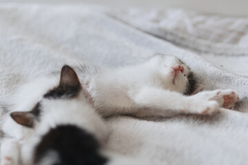 Cute little kittens sleeping on soft bed. Adorable sweet two kitties lying and relaxing on blanket