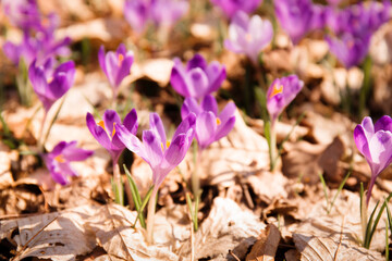 blooming crocuses in the forest, close-up