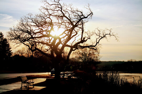 Beautiful iew of a leafless tree near a lake