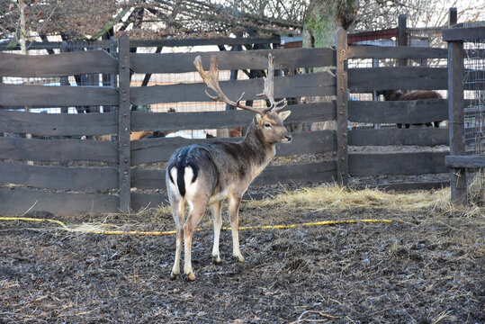 Closeup of a Thorold's deer in the zoo