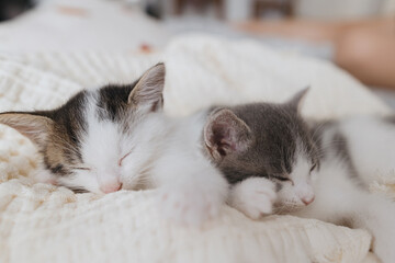 Cute little kittens sleeping on soft blanket in basket. Portrait of adorable sweet kitties napping
