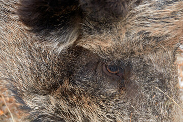 Wild boar in the reserve. The Eye of the Wild Boar. Close-up.