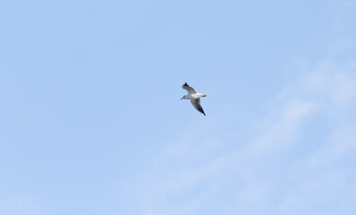 White seagulls against the blue sky.