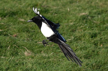 A close-up selective focus shot of a European magpie in flight about to land on the grass. 