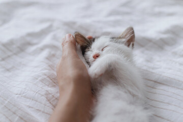 Hand hugging cute sleeping little kitten on soft bed. Adopt. Owner caressing adorable sleepy kitty