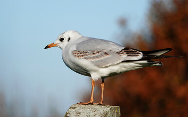 An immature black headed gull perching on a wooden post in autumn against a blurry background. 