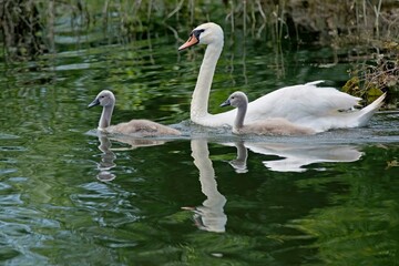 Cigno reale