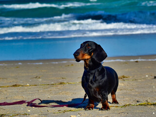 Dascshund posing on the beach in Florida