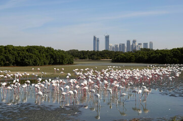 A beautiful scenic view of a large flock of wild pink flamingos at a wildlife sanctuary in Dubai, UAE with the city skyline on the horizon. 