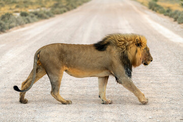 male lion crossing a road in Etosha National Park, Namibia