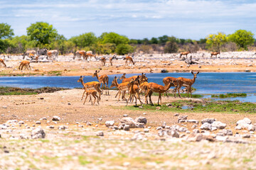 a herd of antelopes at a waterhole in Etosha National Park, Namibia - obrazy, fototapety, plakaty