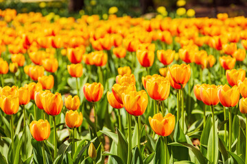 Close up shot of many tulips blossom