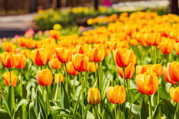 Close up shot of many tulips blossom