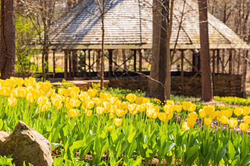Close up shot of many tulips blossom