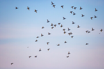 A flock of Northern pintail (Anas acuta) in fly